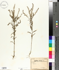 Lepidium apetalum image