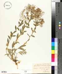 Lepidium draba image