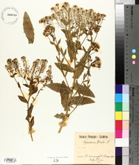 Lepidium draba image