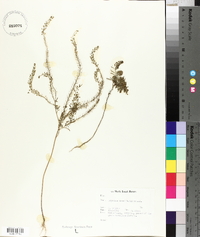 Lepidium densiflorum image