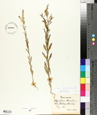 Lepidium densiflorum image