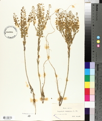 Lepidium campestre image