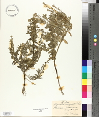 Lepidium campestre image