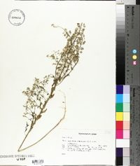 Lepidium campestre image