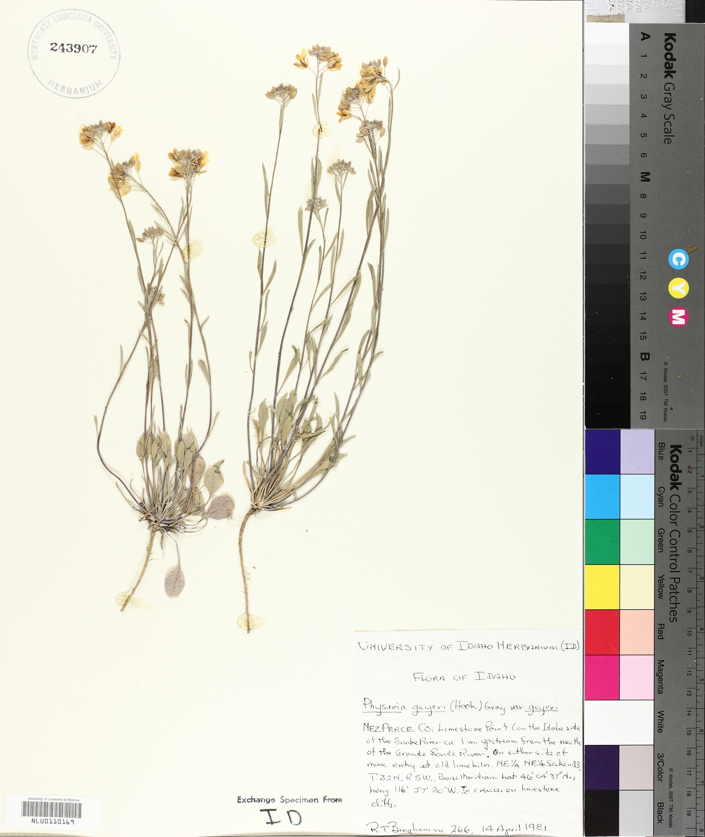 Physaria geyeri var. geyeri image