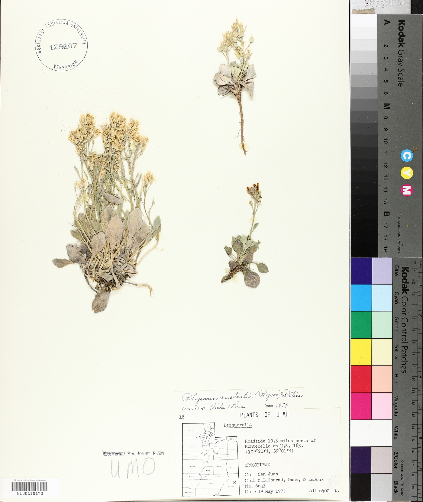 Physaria australis image