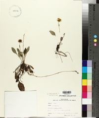 Coreopsis auriculata image