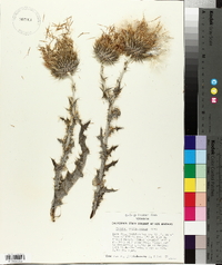 Cirsium occidentale var. californicum image