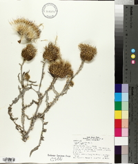 Cirsium canescens image