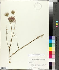 Cirsium carolinianum image