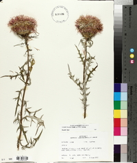 Cirsium discolor image