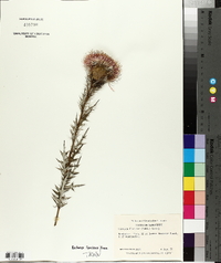 Cirsium discolor image