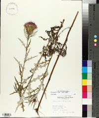 Cirsium discolor image