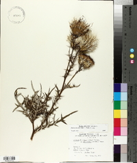 Cirsium discolor image