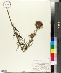 Cirsium discolor image