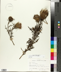 Cirsium discolor image