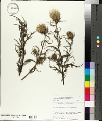 Cirsium discolor image