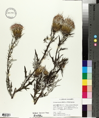 Cirsium discolor image