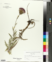 Cirsium discolor image