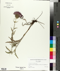 Cirsium discolor image