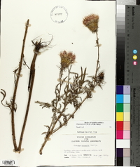 Cirsium discolor image