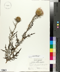 Cirsium discolor image