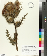 Cirsium horridulum image