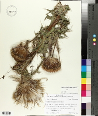 Cirsium horridulum image