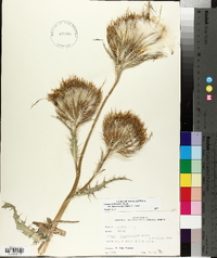 Cirsium horridulum image