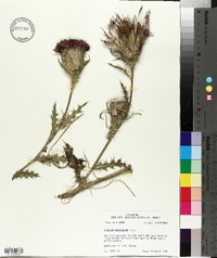 Cirsium horridulum image