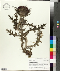 Cirsium horridulum image