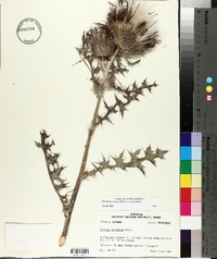 Cirsium horridulum var. horridulum image