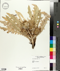 Cirsium foliosum image