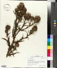 Cirsium muticum image