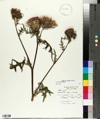 Cirsium muticum image