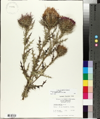 Cirsium horridulum image