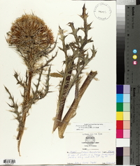 Cirsium horridulum image