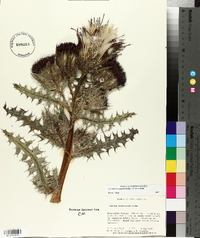 Cirsium horridulum image