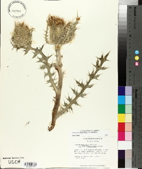 Cirsium horridulum var. horridulum image