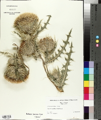 Cirsium horridulum image