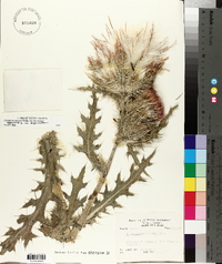 Cirsium horridulum var. horridulum image