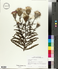 Cirsium repandum image