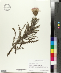 Cirsium repandum image