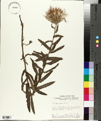 Cirsium repandum image