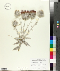 Cirsium occidentale var. candidissimum image