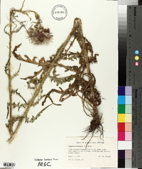 Cirsium palustre image