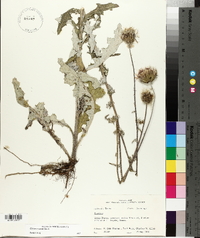 Cirsium texanum image