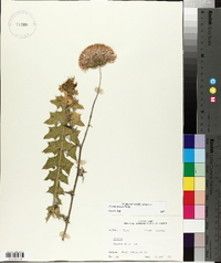 Cirsium texanum image