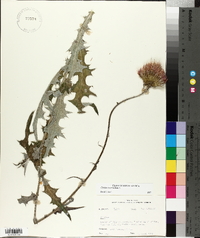 Cirsium texanum image