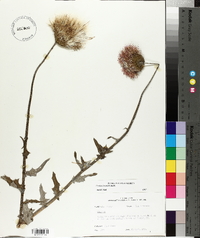 Cirsium texanum image